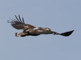 jongvisarend 83  Onvolwasse Visarend - Immature Fish Eagle